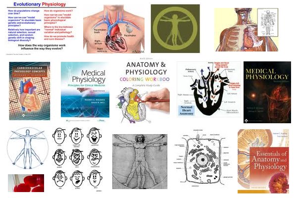 physiology19359.jpg