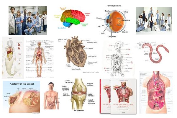 anatomy16557.jpg